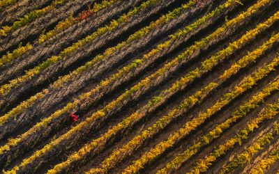 Aerial view of a vineyard with only one person visible to illustrate the article Parable of the Two Sons Explained.